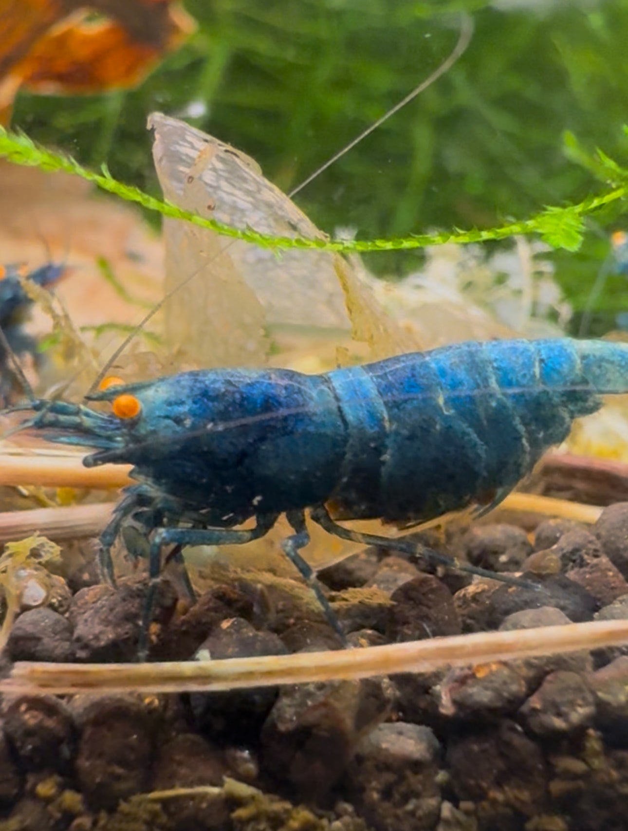 Caridina Blue Bolt OE aus deutscher Nachzucht – Garnelen-Pott.de Essen