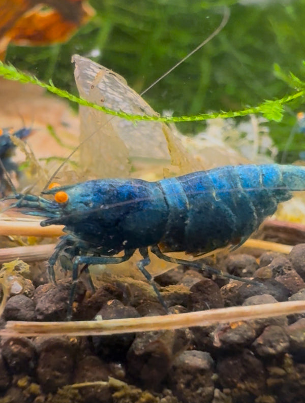Caridina Blue Bolt OE aus deutscher Nachzucht – Garnelen-Pott.de Essen