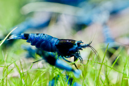 Caridina Blue Shadow Mosura aus deutscher Nachzucht – Garnelen-Pott.de Essen