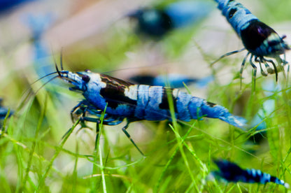 Caridina Blue Shadow Mosura zwei Tiere vor Wasserpflanzen – deutsche Nachzucht von Garnelen-Pott.de Essen