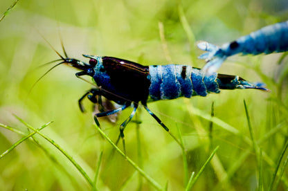 Caridina Blue Shadow Mosura Nahaufnahme im bepflanzten Becken – deutsche Nachzucht von Garnelen-Pott.de Essen