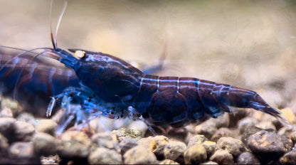 Caridina Blue Tiger OE aus deutscher Nachzucht – Garnelen-Pott.de Essen