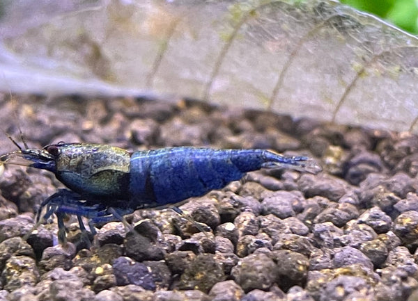 Caridina Crazy Blue aus deutscher Nachzucht – Garnelen-Pott.de Essen