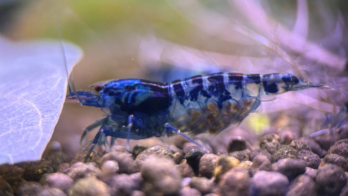Caridina Dragon Blood aus deutscher Nachzucht – Garnelen-Pott.de Essen