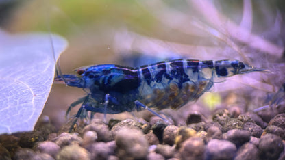 Caridina Dragon Blood aus deutscher Nachzucht – Garnelen-Pott.de Essen