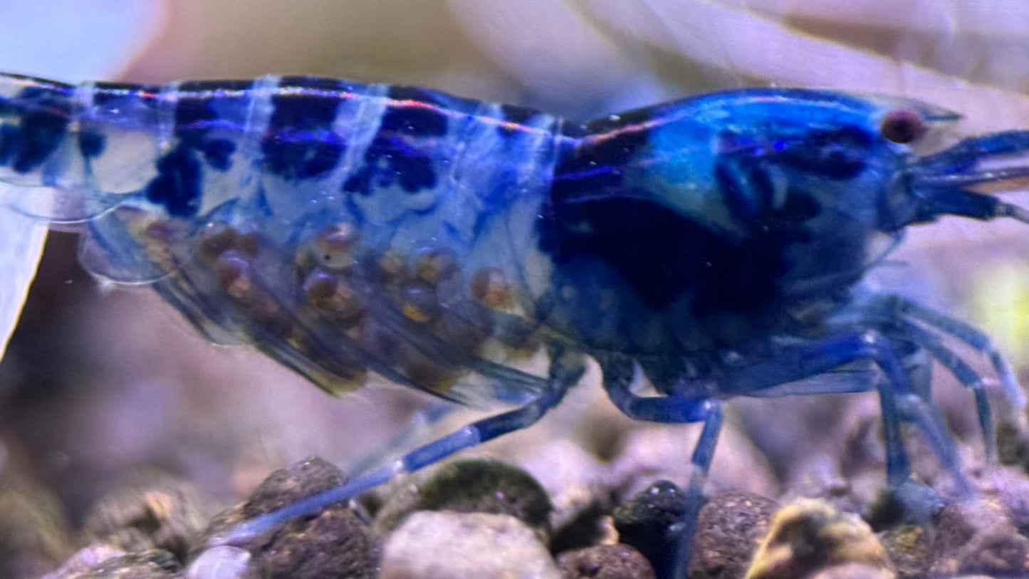 Caridina Dragon Blood Nahaufnahme auf Kies – deutsche Nachzucht von Garnelen-Pott.de Essen