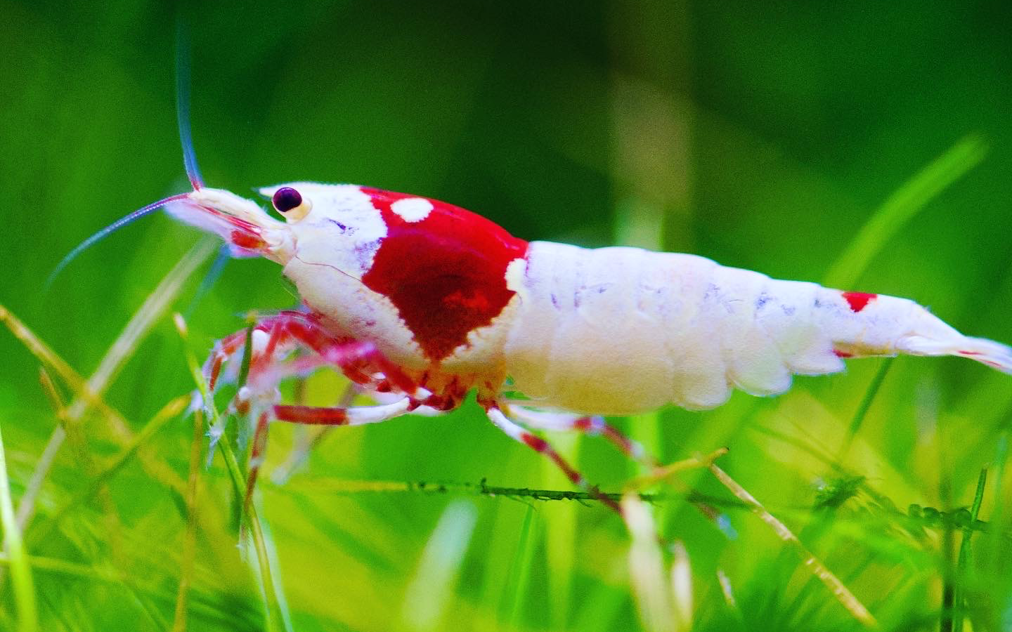 Caridina Ellen Wang PRL aus deutscher Nachzucht – Garnelen-Pott.de Essen