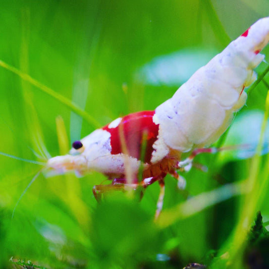 Caridina Ellen Wang PRL vor grünen Pflanzen – deutsche Nachzucht von Garnelen-Pott.de Essen