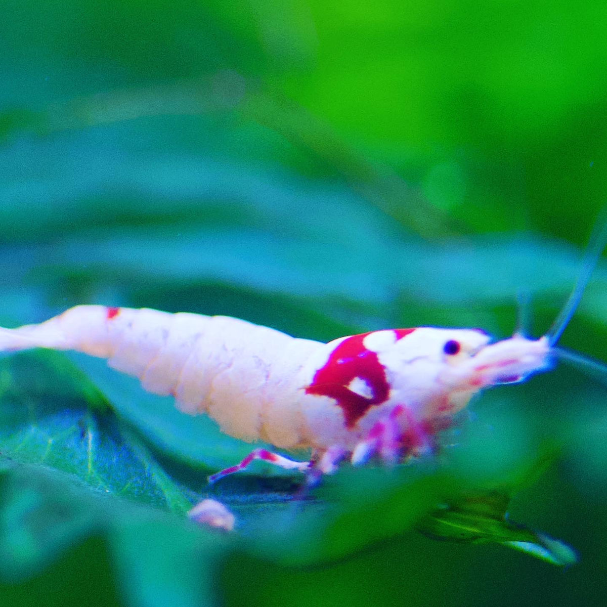 Caridina Ellen Wang PRL Nahaufnahme im Aquarium – deutsche Nachzucht von Garnelen-Pott.de Essen