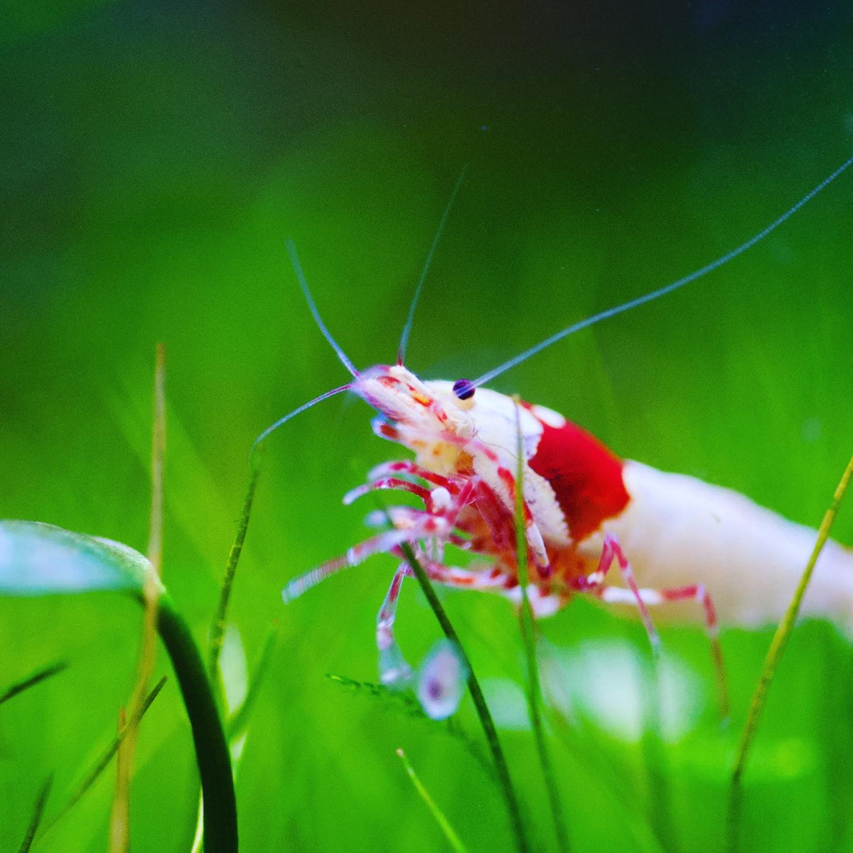 Caridina Ellen Wang PRL Einzeltier zwischen Pflanzen – deutsche Nachzucht von Garnelen-Pott.de Essen
