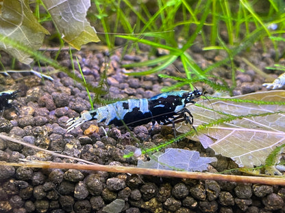 Caridina Galaxy Pinto aus dem Boa-Stamm – deutsche Nachzucht von Garnelen-Pott.de Essen