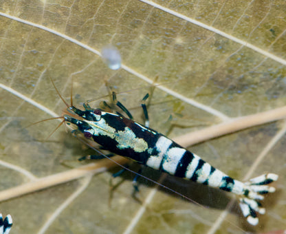 Caridina Galaxy Pinto Boa-Stamm auf einem Blatt – deutsche Nachzucht von Garnelen-Pott.de Essen