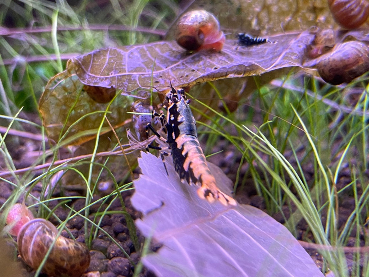 Caridina Galaxy Pinto Boa-Stamm mit Schnecken im Aquarium – deutsche Nachzucht von Garnelen-Pott.de Essen