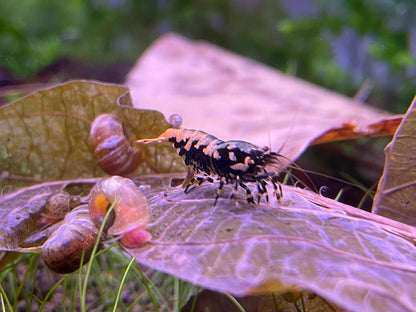 Caridina Galaxy Pinto Boa-Stamm Nahaufnahme auf einem Laubblatt – deutsche Nachzucht von Garnelen-Pott.de Essen