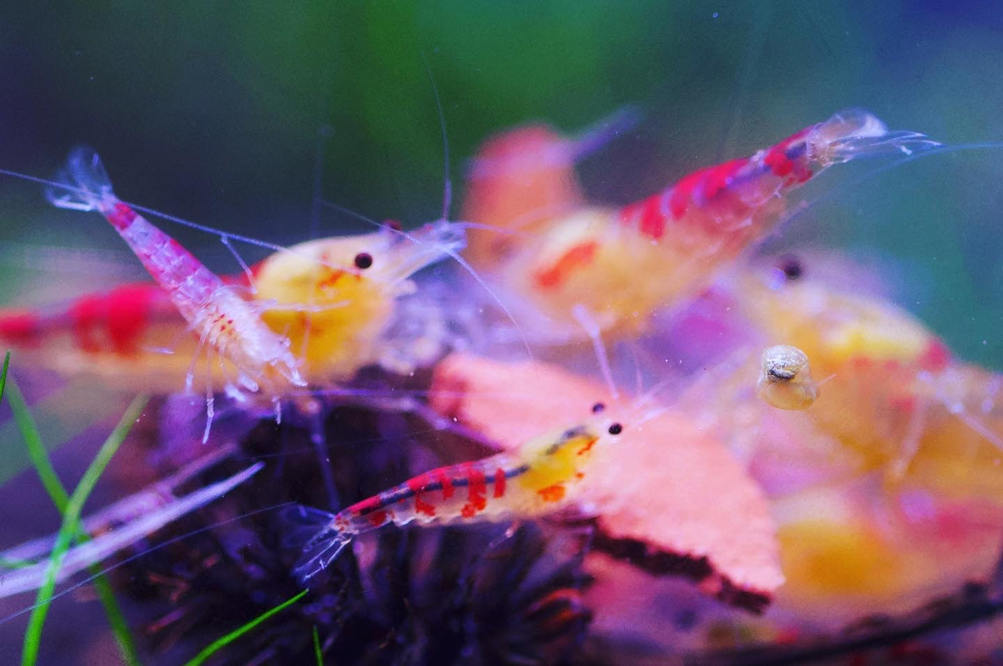 Caridina Golden Dragon Bee aus deutscher Nachzucht – Garnelen-Pott.de Essen