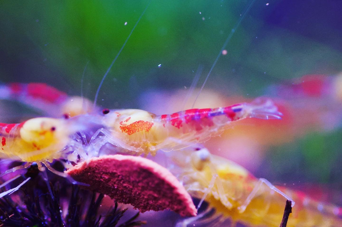 Caridina Golden Dragon Bee Nahaufnahme zweier Tiere – deutsche Nachzucht von Garnelen-Pott.de Essen