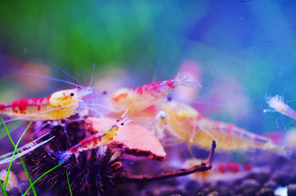 Caridina Golden Dragon Bee Gruppe an einem Blatt – deutsche Nachzucht von Garnelen-Pott.de Essen