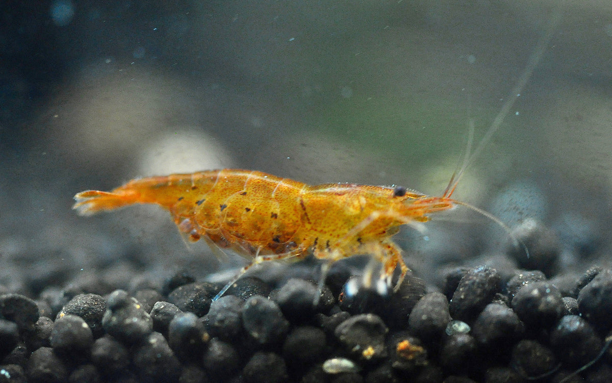 Caridina Golden Tiger aus deutscher Nachzucht – Garnelen-Pott.de Essen