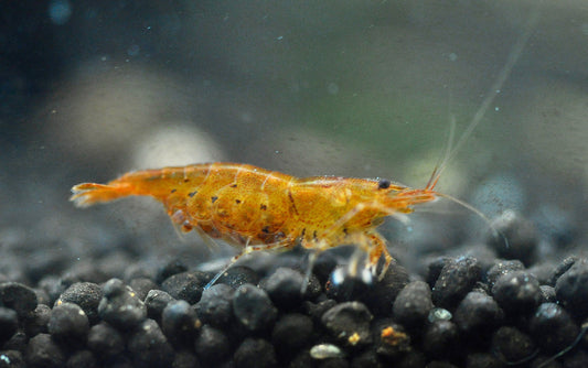 Caridina Golden Tiger aus deutscher Nachzucht – Garnelen-Pott.de Essen