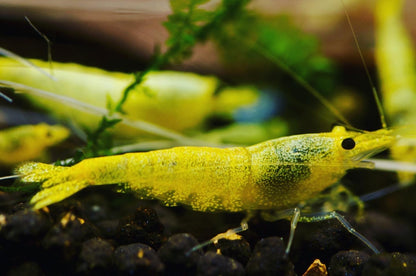 Caridina Green Lemon aus deutscher Nachzucht – Garnelen-Pott.de Essen