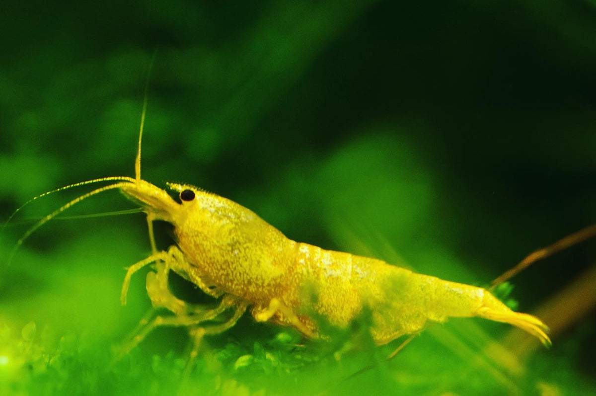 Caridina Green Lemon Nahaufnahme vor grünem Hintergrund – deutsche Nachzucht von Garnelen-Pott.de Essen