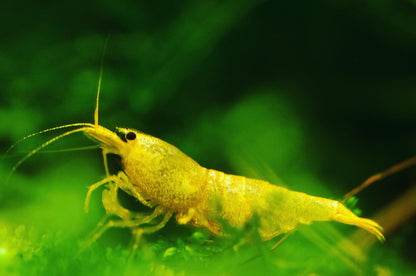 Caridina Green Lemon Nahaufnahme vor grünem Hintergrund – deutsche Nachzucht von Garnelen-Pott.de Essen