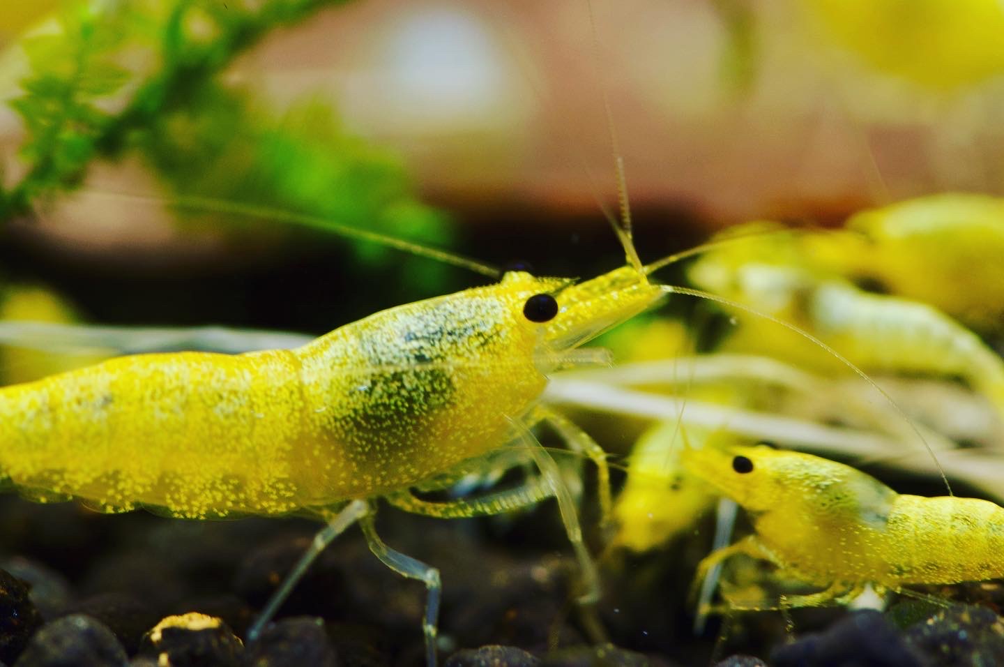 Caridina Green Lemon zwei Tiere auf Soil – deutsche Nachzucht von Garnelen-Pott.de Essen