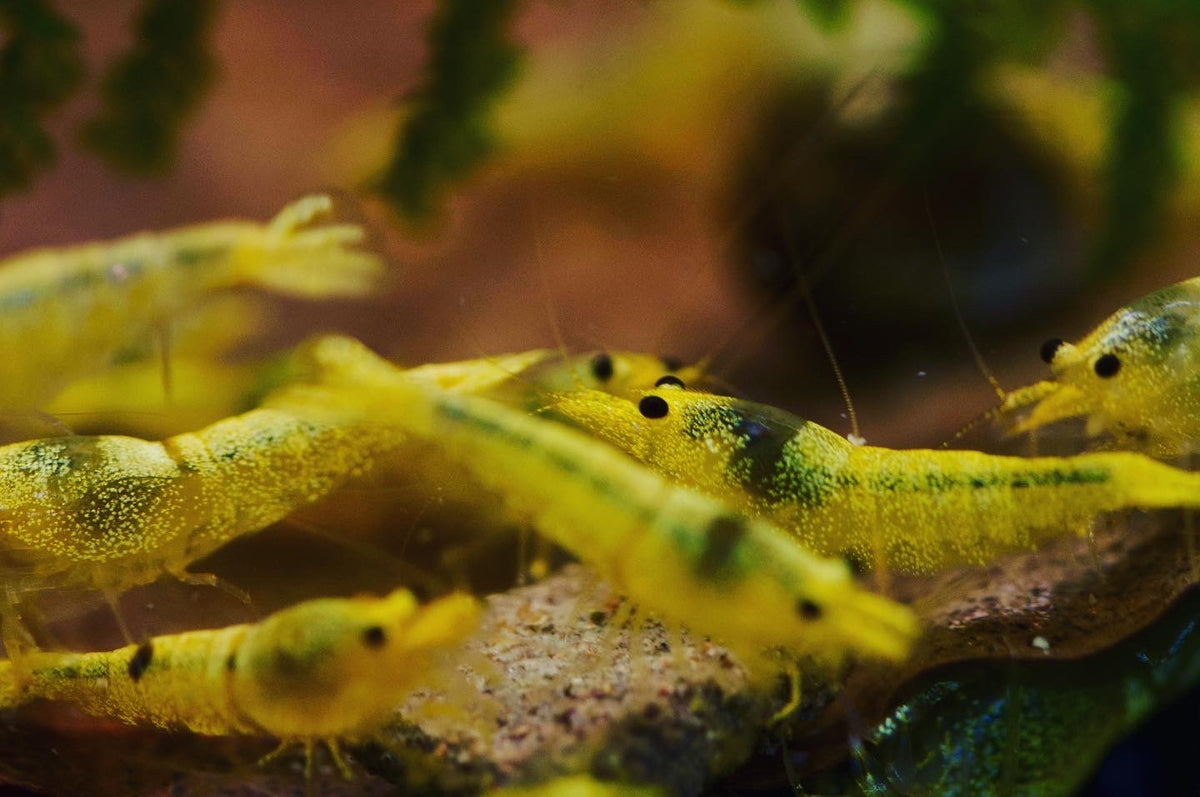 Caridina Green Lemon Gruppe im Aquarium – deutsche Nachzucht von Garnelen-Pott.de Essen