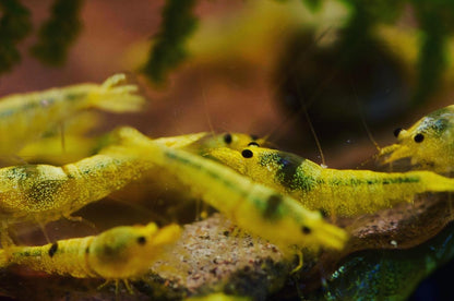 Caridina Green Lemon Gruppe im Aquarium – deutsche Nachzucht von Garnelen-Pott.de Essen