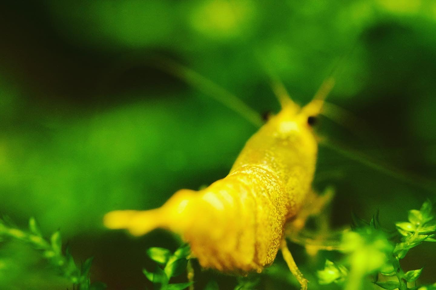 Caridina Green Lemon einzelne Garnele im Detail – deutsche Nachzucht von Garnelen-Pott.de Essen