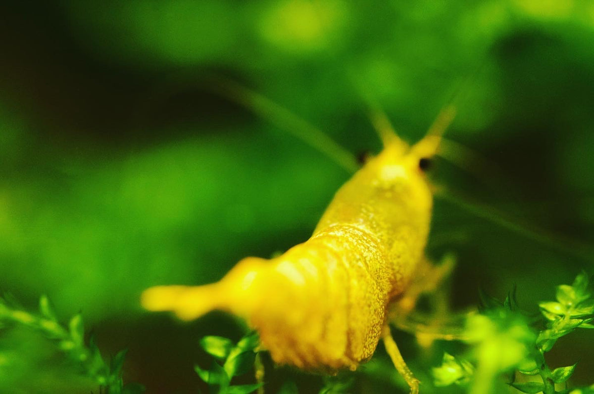 Caridina Green Lemon einzelne Garnele im Detail – deutsche Nachzucht von Garnelen-Pott.de Essen
