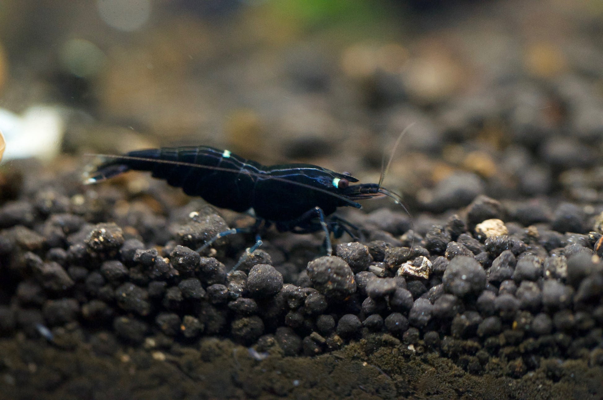 Caridina King Kong Taiwan Bee aus deutscher Nachzucht – Garnelen-Pott.de Essen