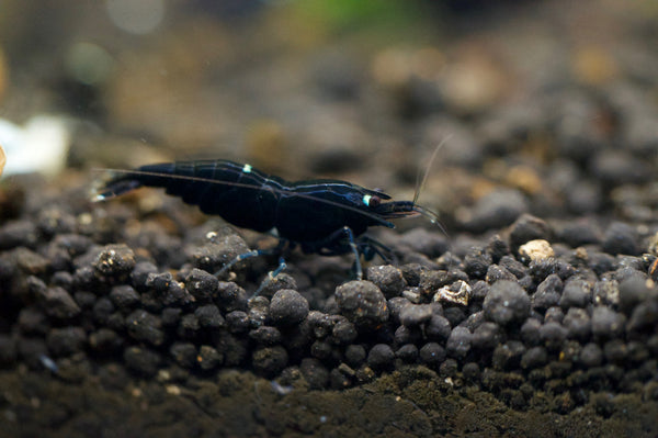 Caridina King Kong Taiwan Bee aus deutscher Nachzucht – Garnelen-Pott.de Essen
