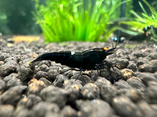 Caridina King Kong OE Garnele aus deutscher Nachzucht, Seitenansicht – Garnelen-Pott.de Essen