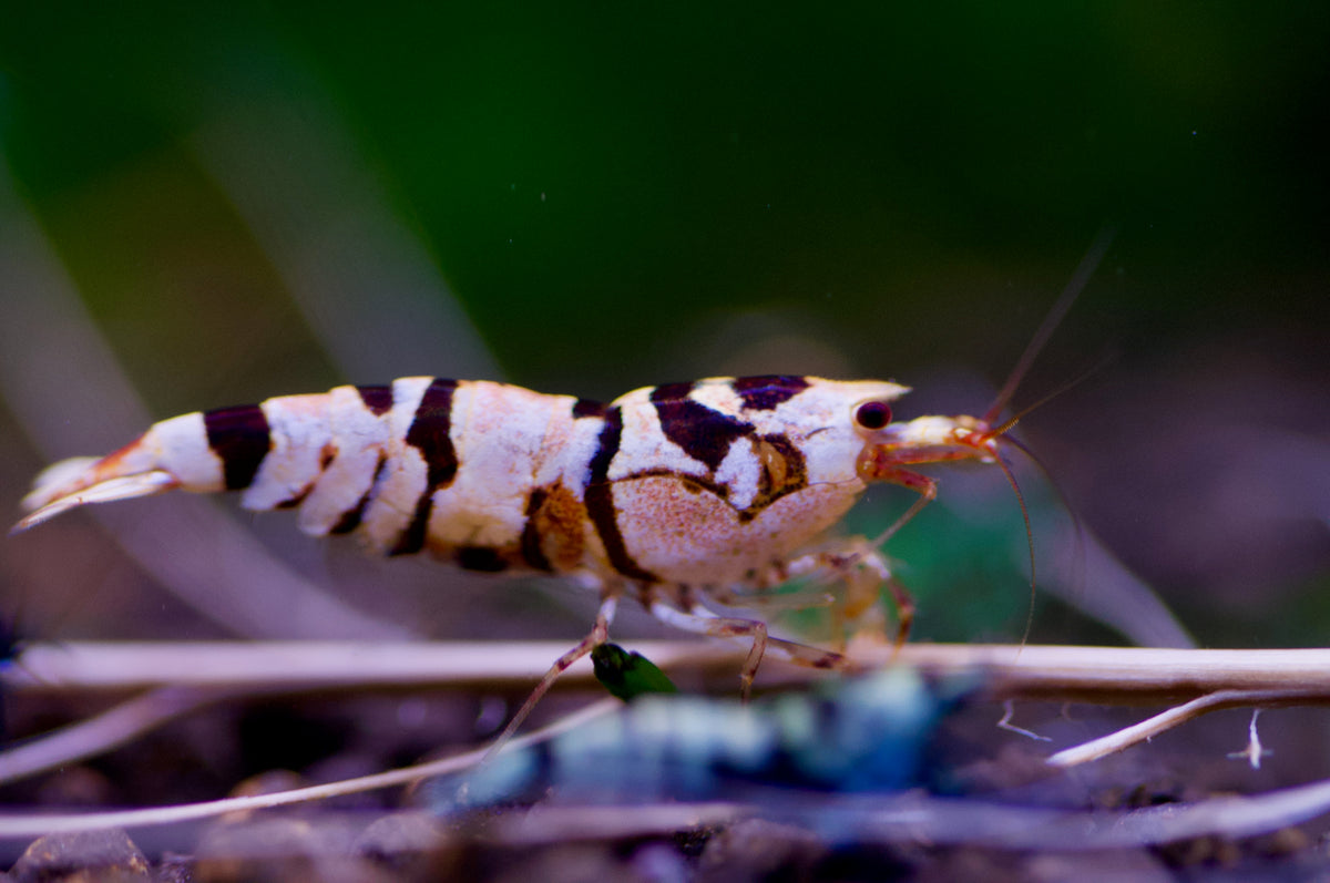 Caridina Nanashi Fancy Tiger aus deutscher Nachzucht – Garnelen-Pott.de Essen