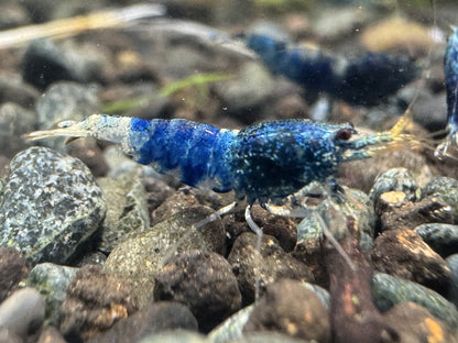 Caridina Ocean Blue aus deutscher Nachzucht – Garnelen-Pott.de Essen