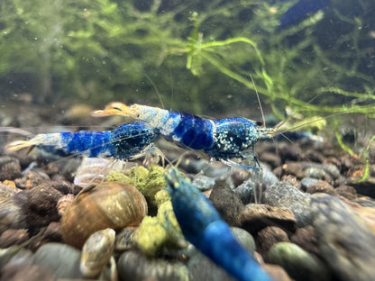 Caridina Ocean Blue aus deutscher Nachzucht – Garnelen-Pott.de Essen