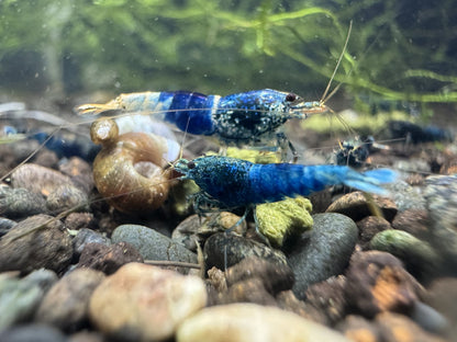Caridina Ocean Blue aus deutscher Nachzucht – Garnelen-Pott.de Essen