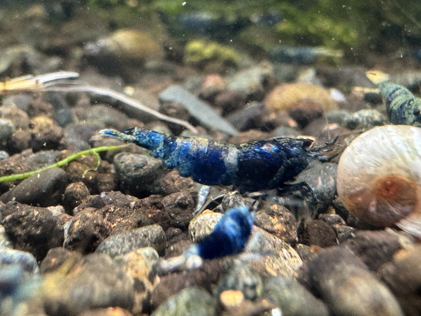 Caridina Ocean Blue aus deutscher Nachzucht – Garnelen-Pott.de Essen