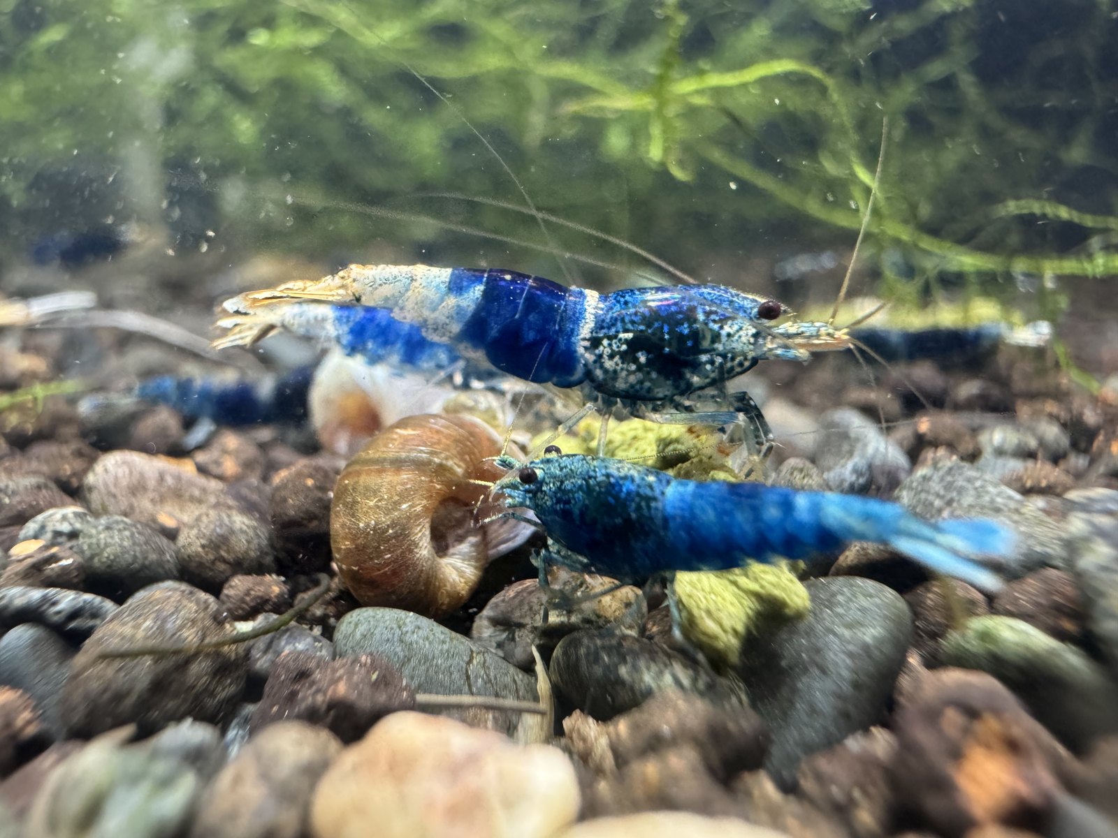 Caridina Ocean Blue aus deutscher Nachzucht – Garnelen-Pott.de Essen