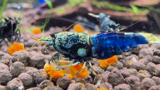 Caridina Ocean Blue aus deutscher Nachzucht – Garnelen-Pott.de Essen