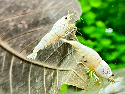 Caridina Pure White Line aus deutscher Nachzucht – Garnelen-Pott.de Essen
