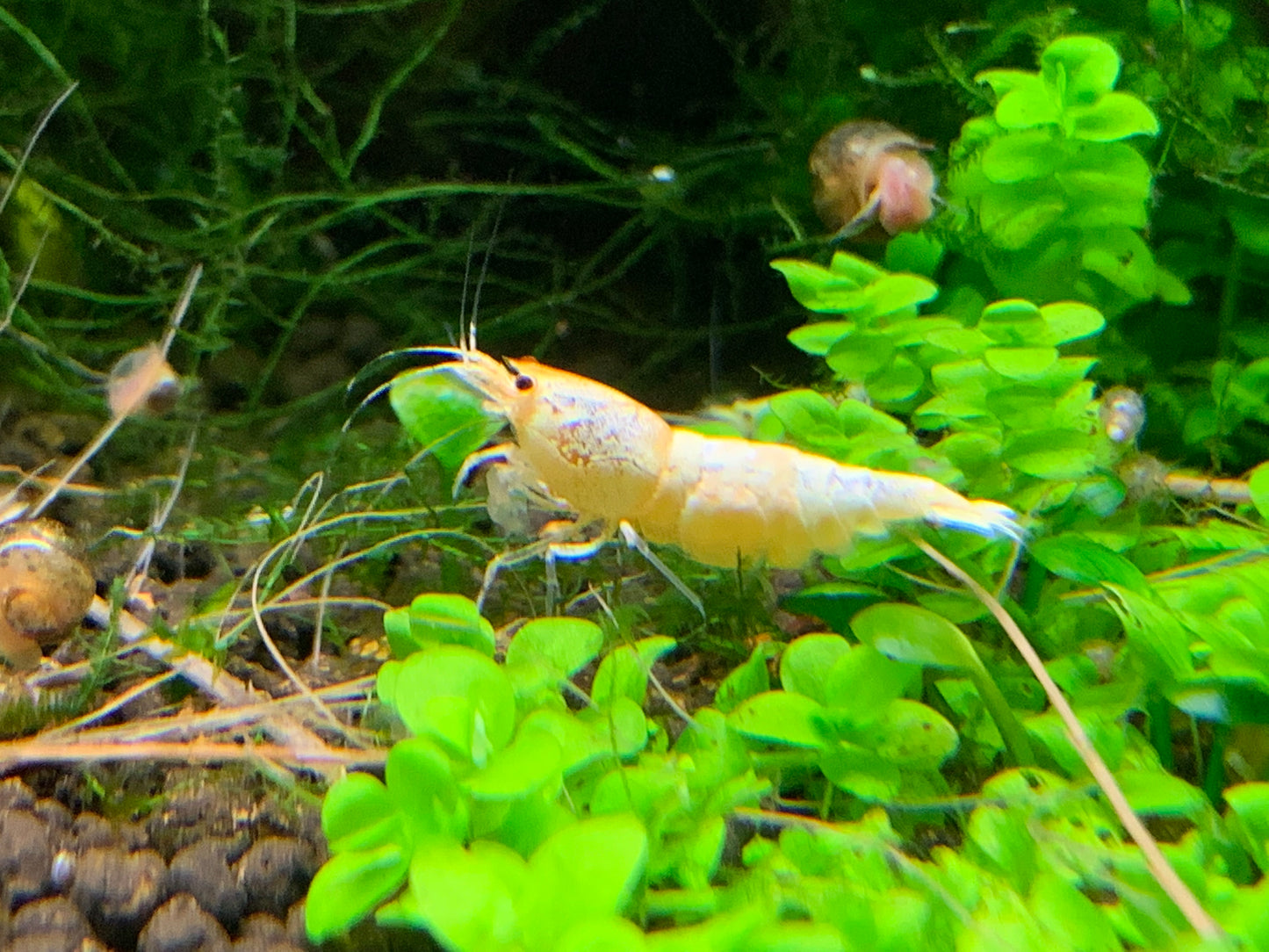 Caridina Pure White Line vor grünen Pflanzen – deutsche Nachzucht von Garnelen-Pott.de Essen