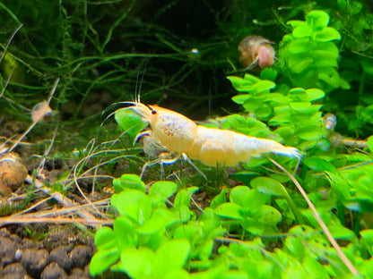 Caridina Pure White Line vor grünen Pflanzen – deutsche Nachzucht von Garnelen-Pott.de Essen
