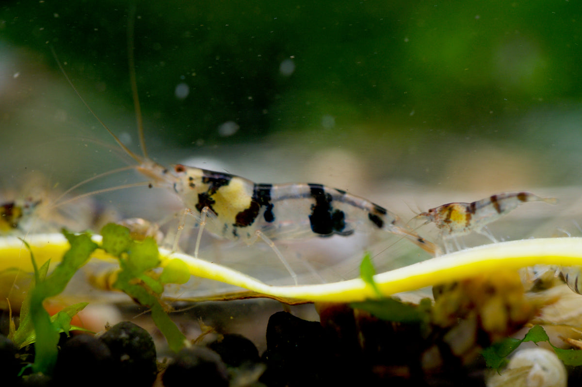 Caridina Raccoon Tiger aus deutscher Nachzucht – Garnelen-Pott.de Essen