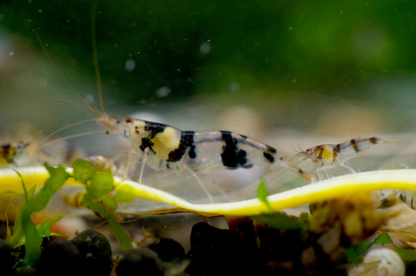 Caridina Raccoon Tiger aus deutscher Nachzucht – Garnelen-Pott.de Essen