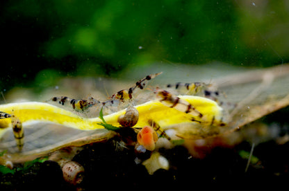 Caridina Raccoon Tiger Gruppe beim Fressen – deutsche Nachzucht von Garnelen-Pott.de Essen