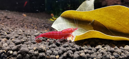 Caridina Red Devil OE aus deutscher Nachzucht – Garnelen-Pott.de Essen