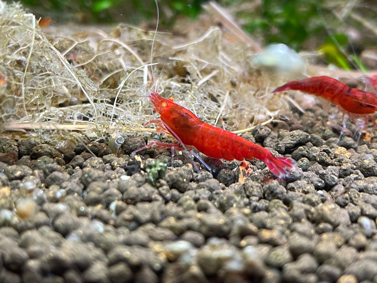 Caridina Red Devil OE zwei Tiere auf Kies – deutsche Nachzucht von Garnelen-Pott.de Essen
