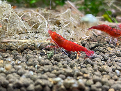 Caridina Red Devil OE zwei Tiere auf Kies – deutsche Nachzucht von Garnelen-Pott.de Essen